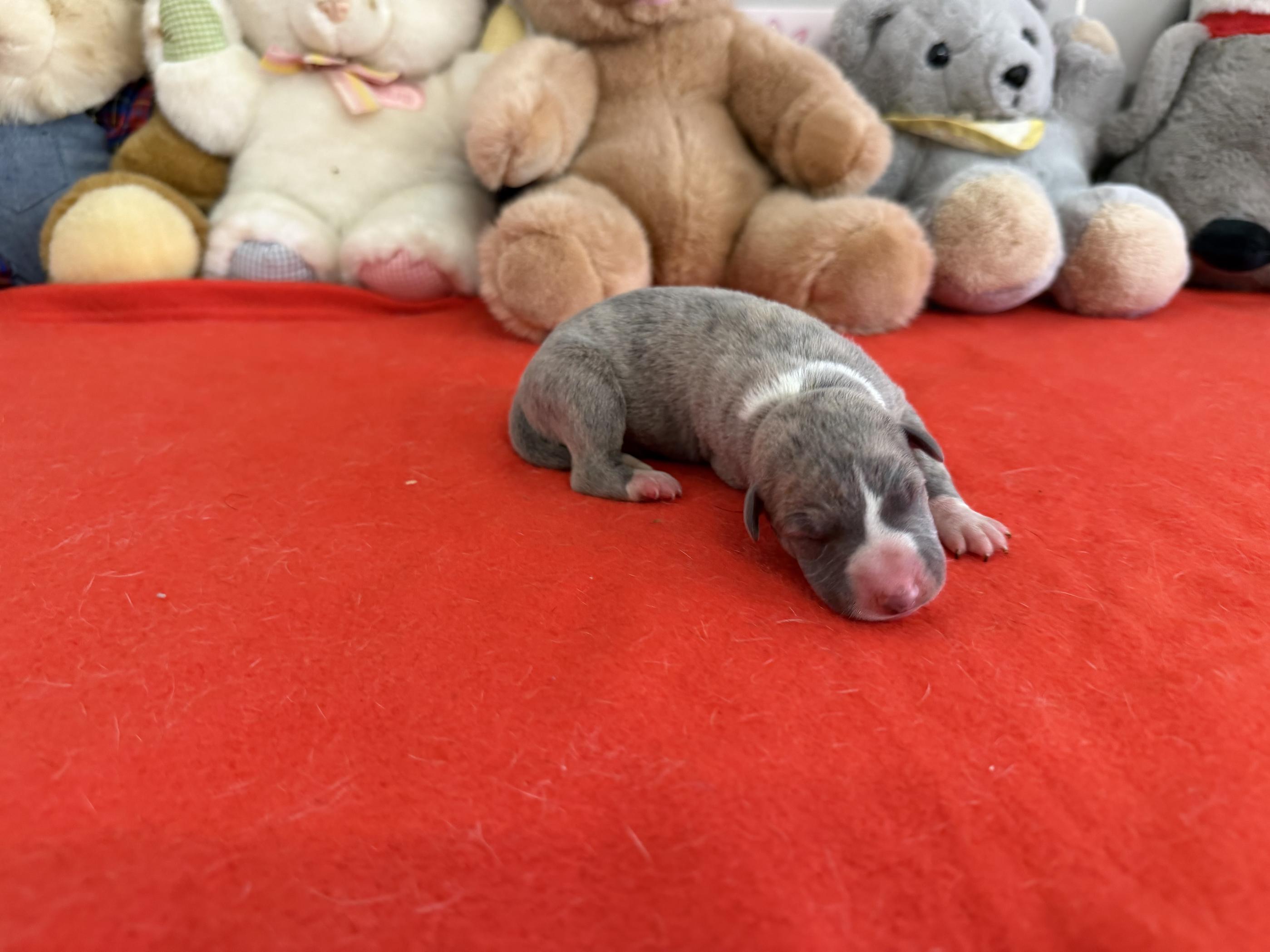 Chiot Whippet Disponible