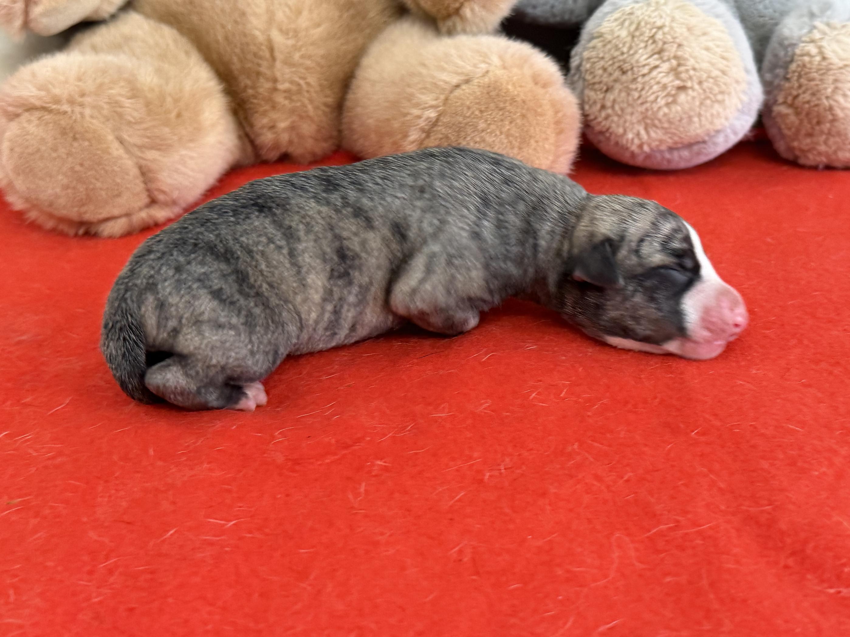 Chiot Whippet Disponible