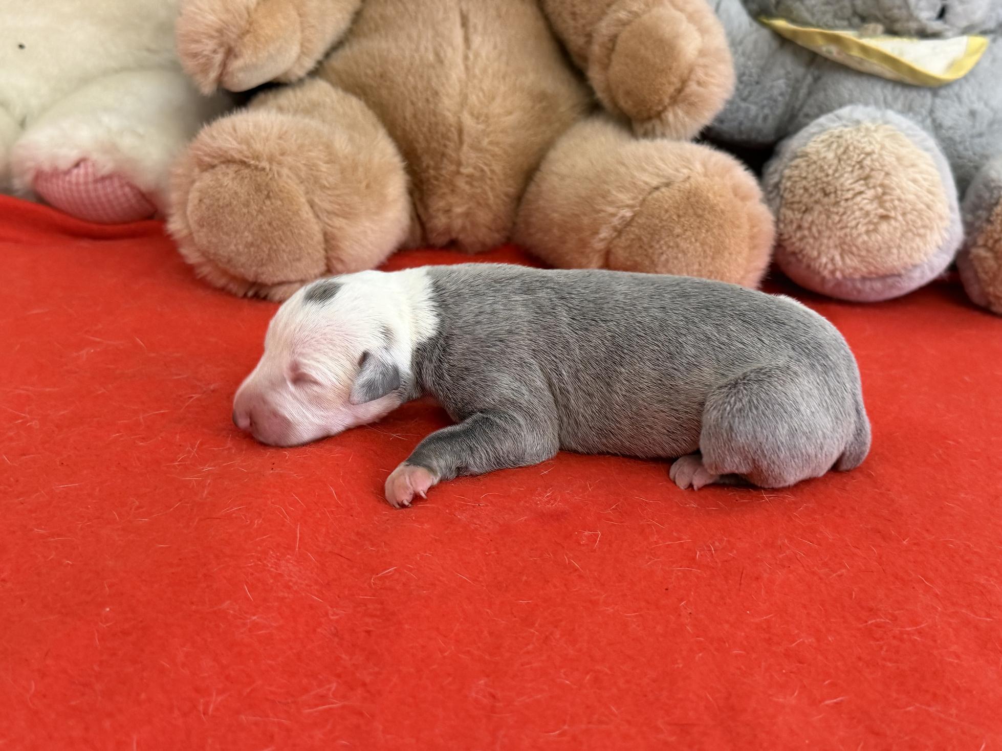 chiot disponible