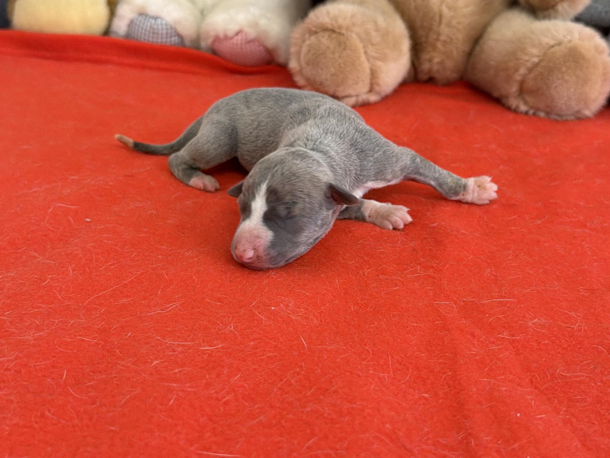 chiot disponible