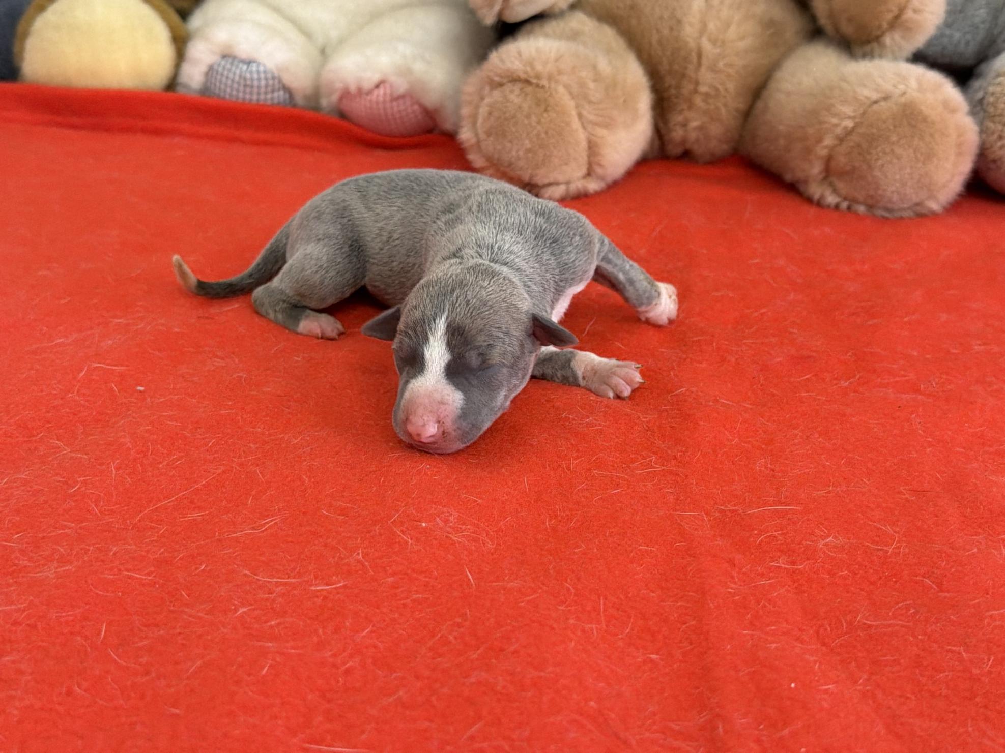 chiot disponible