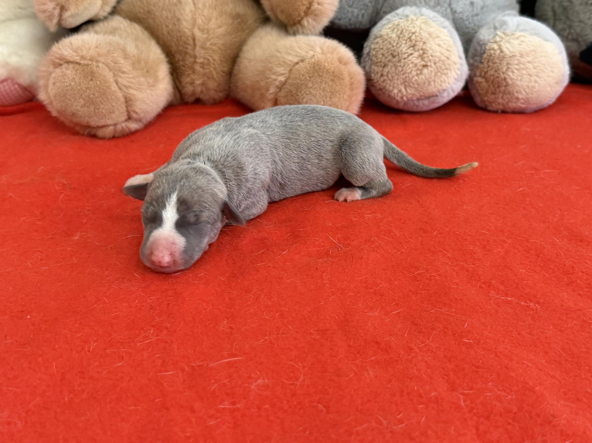 chiot disponible