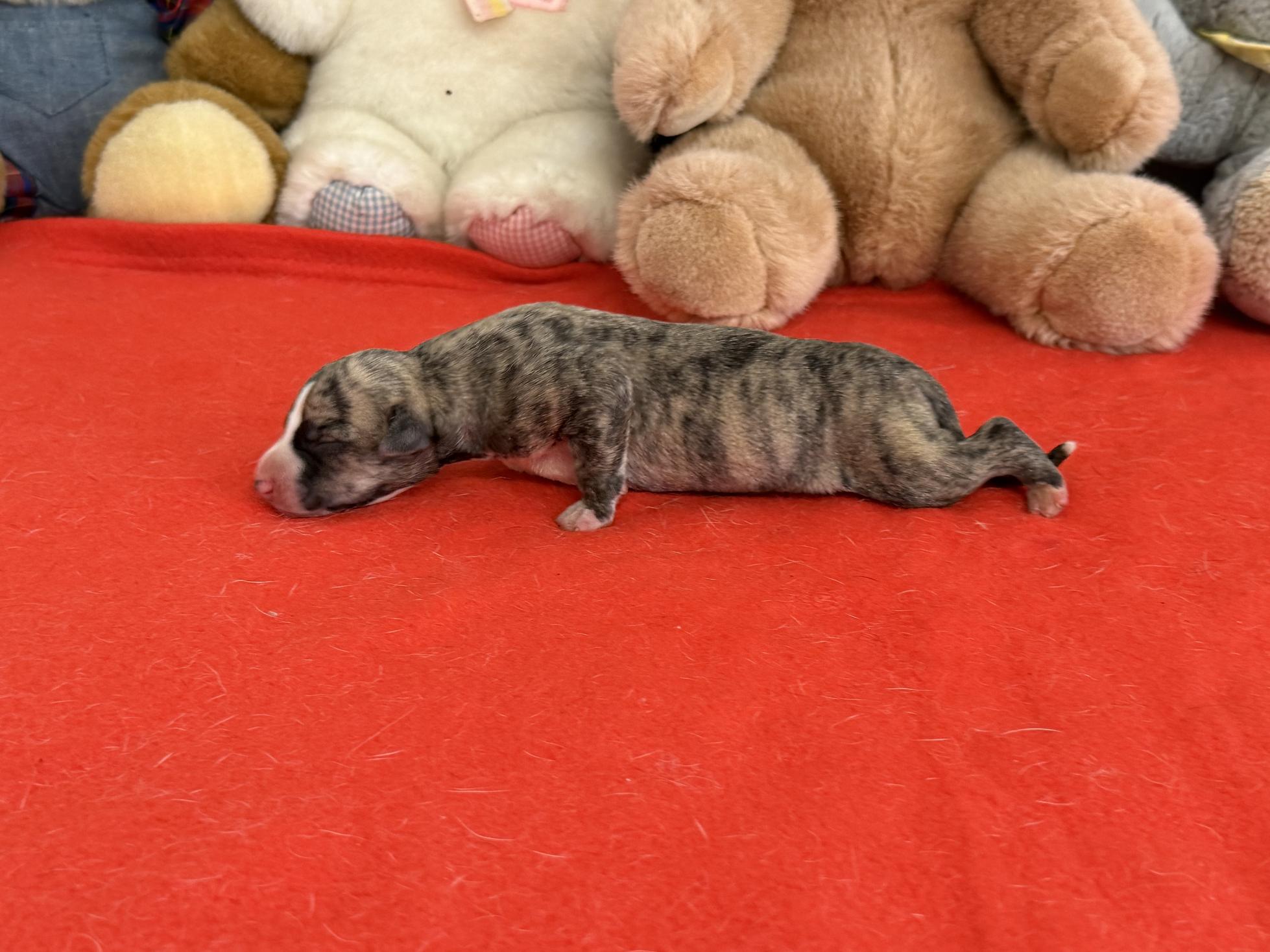chiot disponible