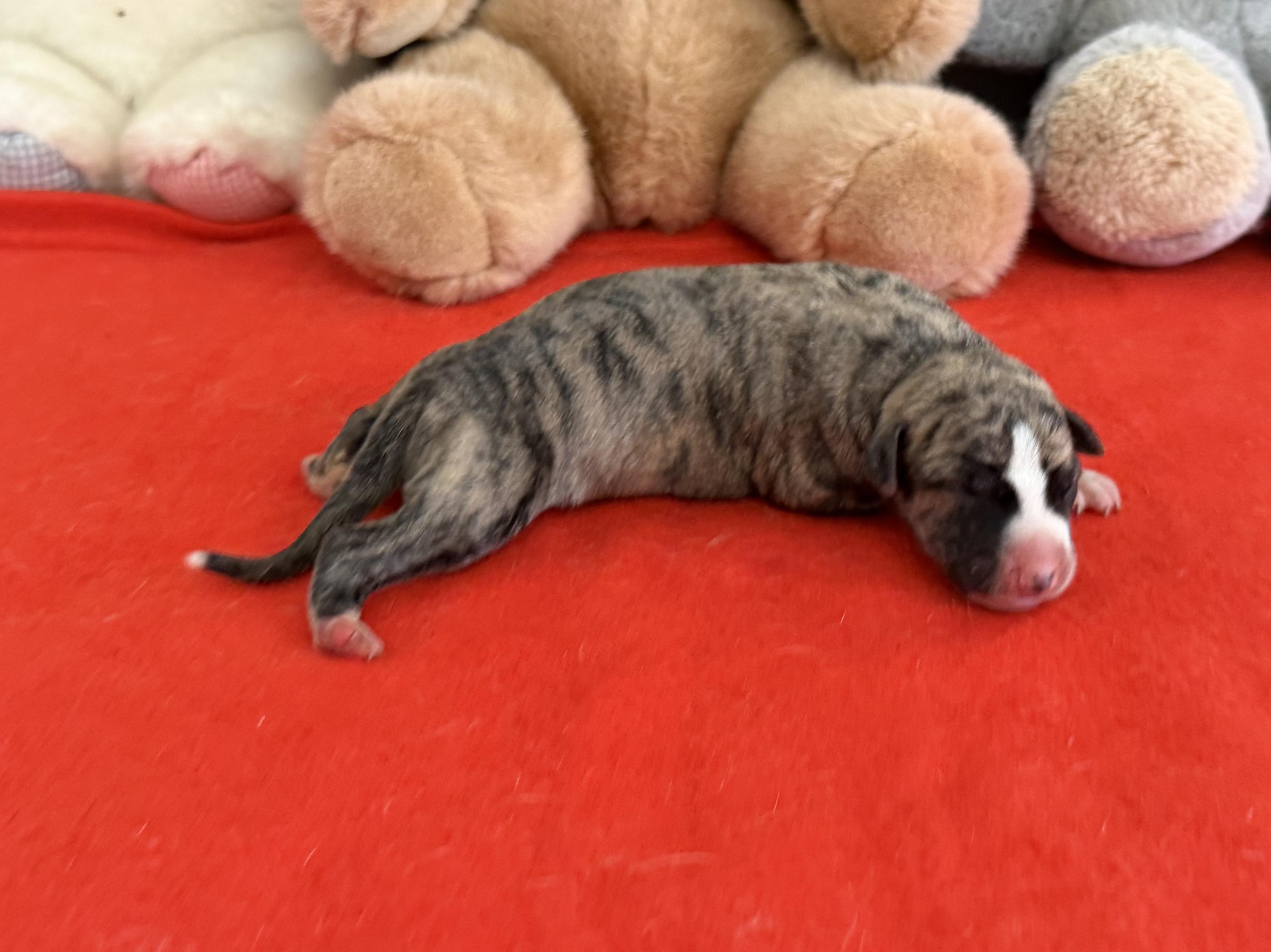 chiot disponible