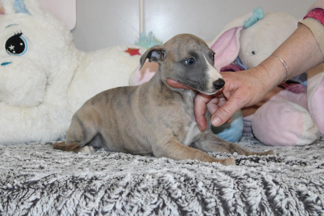 chiot disponible