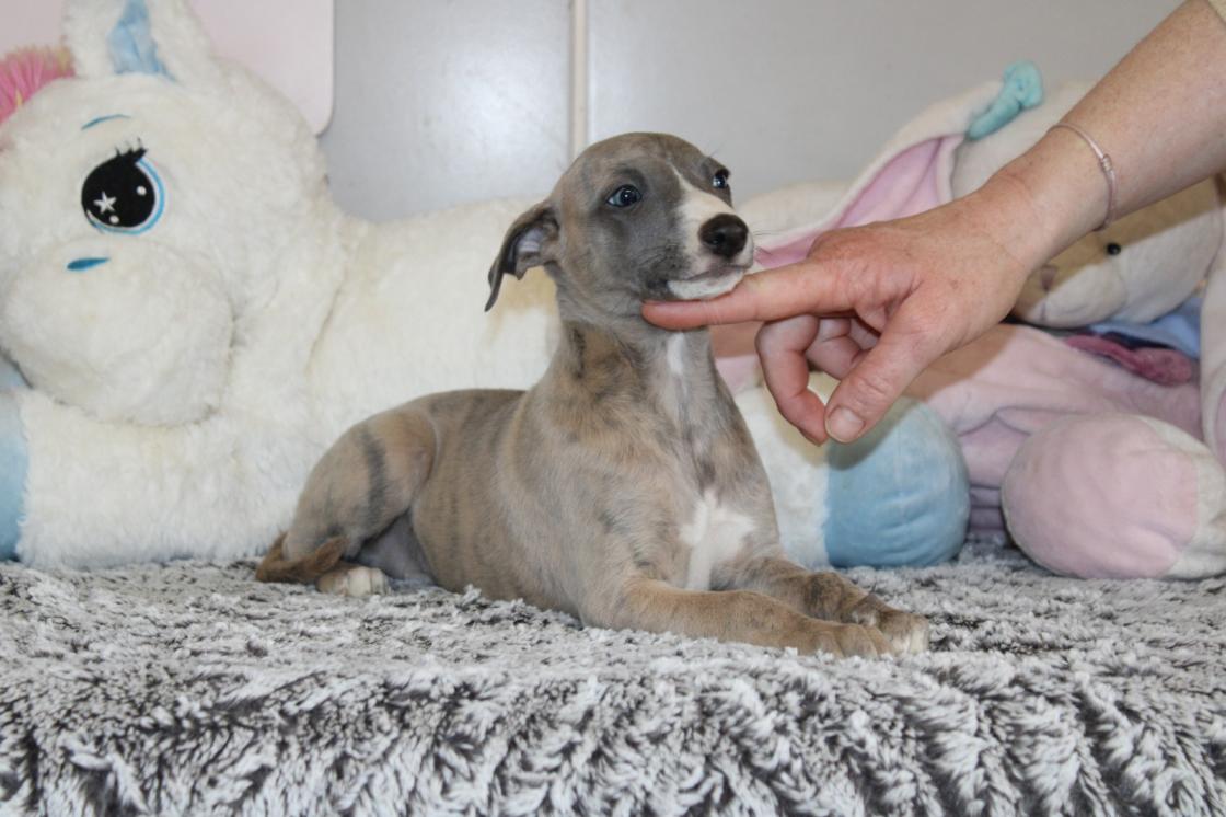chiot disponible