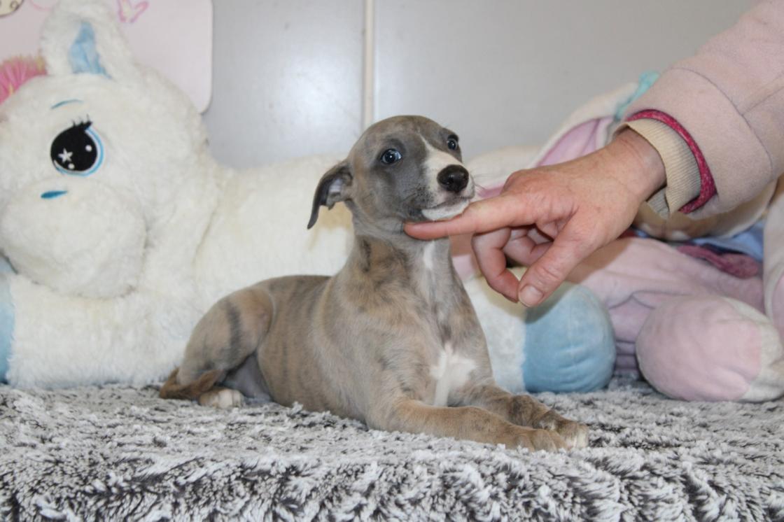 chiot disponible