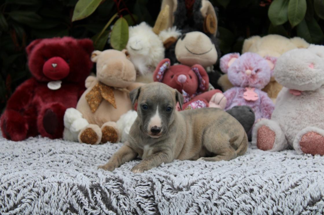 chiot disponible