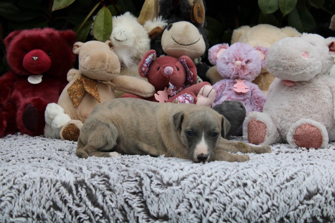 chiot disponible