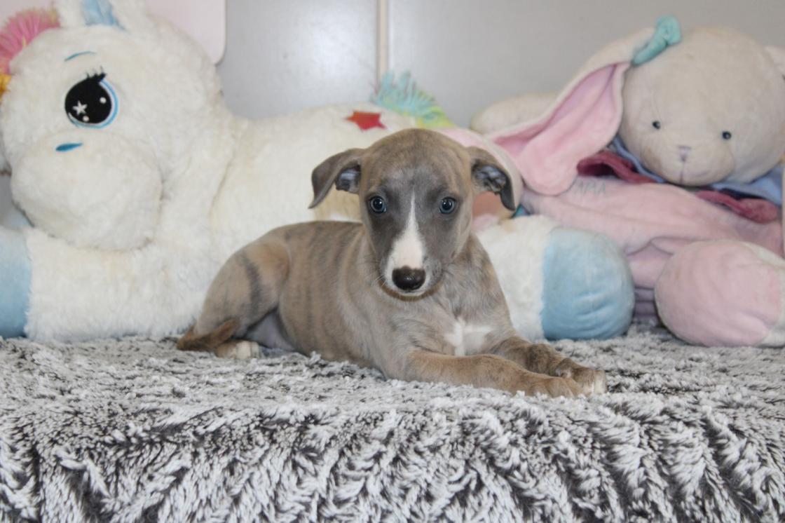 chiot disponible