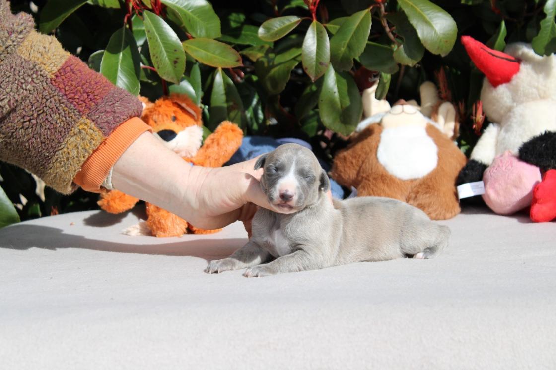 chiot disponible