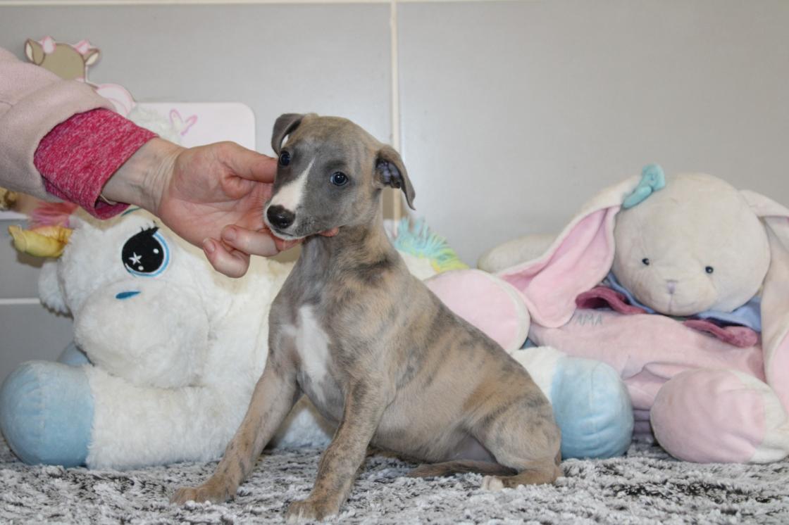 chiot disponible