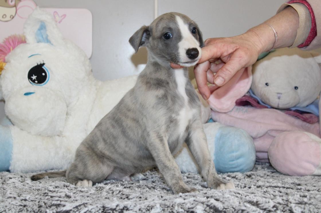 chiot disponible