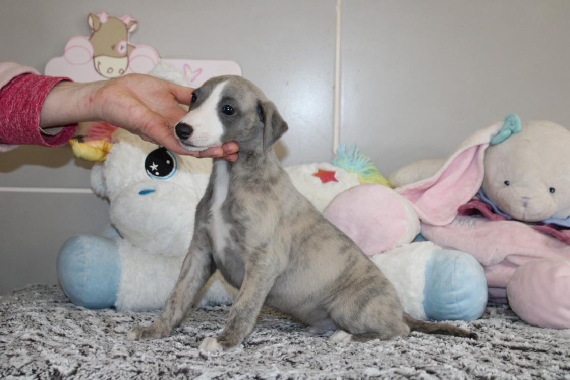 chiot disponible