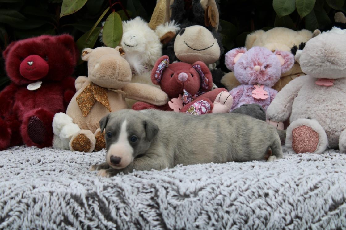chiot disponible