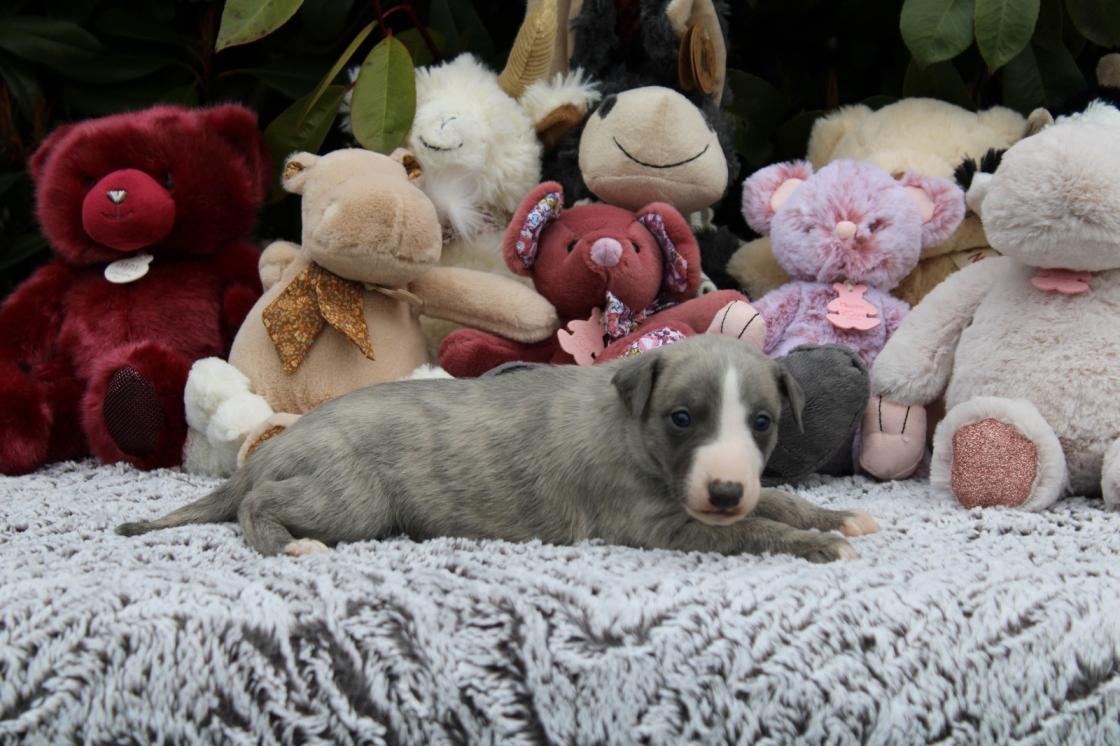 chiot disponible