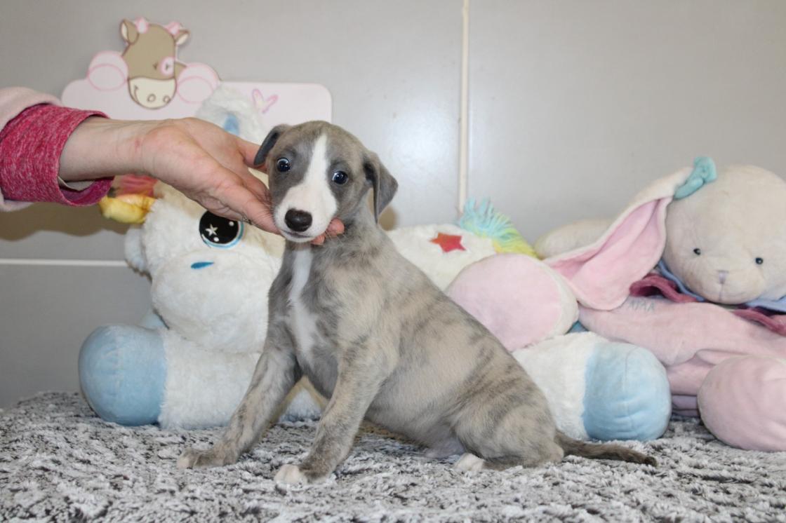 chiot disponible