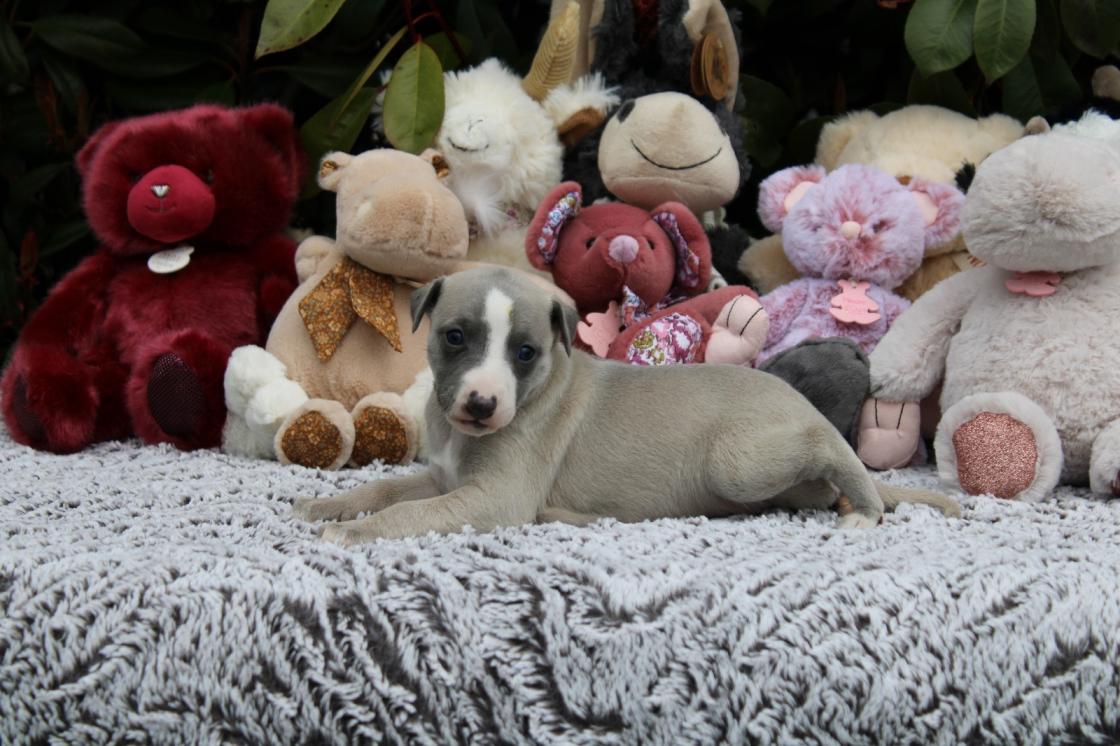 chiot disponible