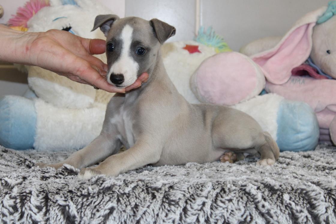 chiot disponible