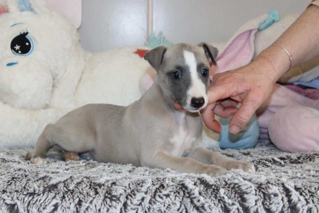 chiot disponible