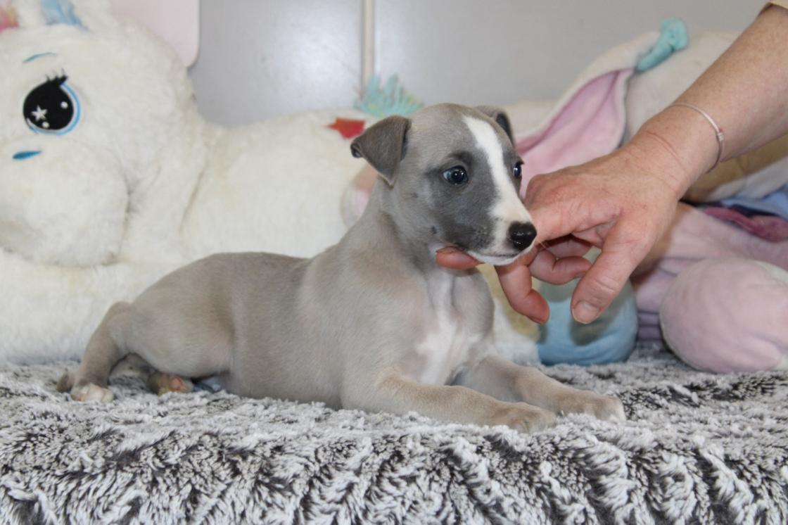 chiot disponible
