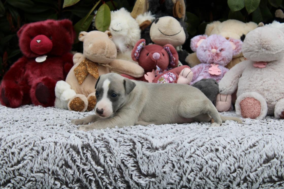 chiot disponible