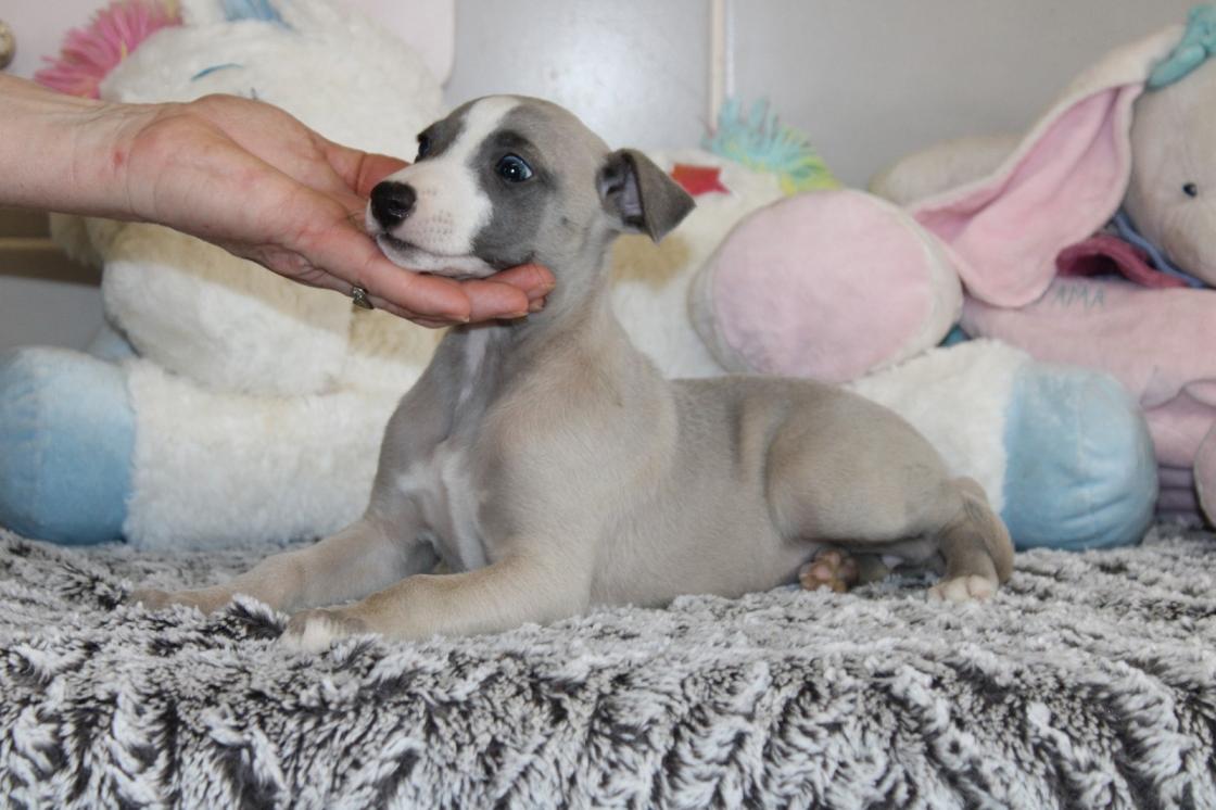chiot disponible