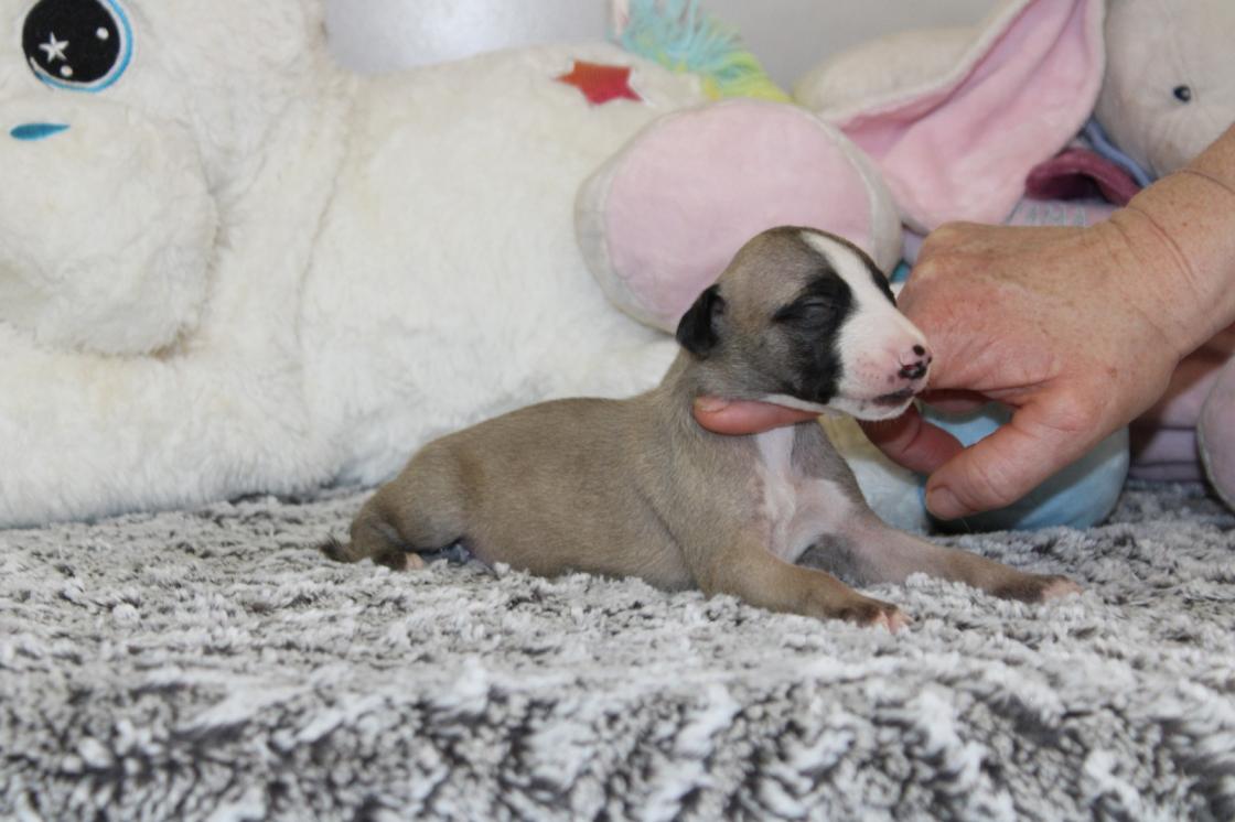 chiot disponible