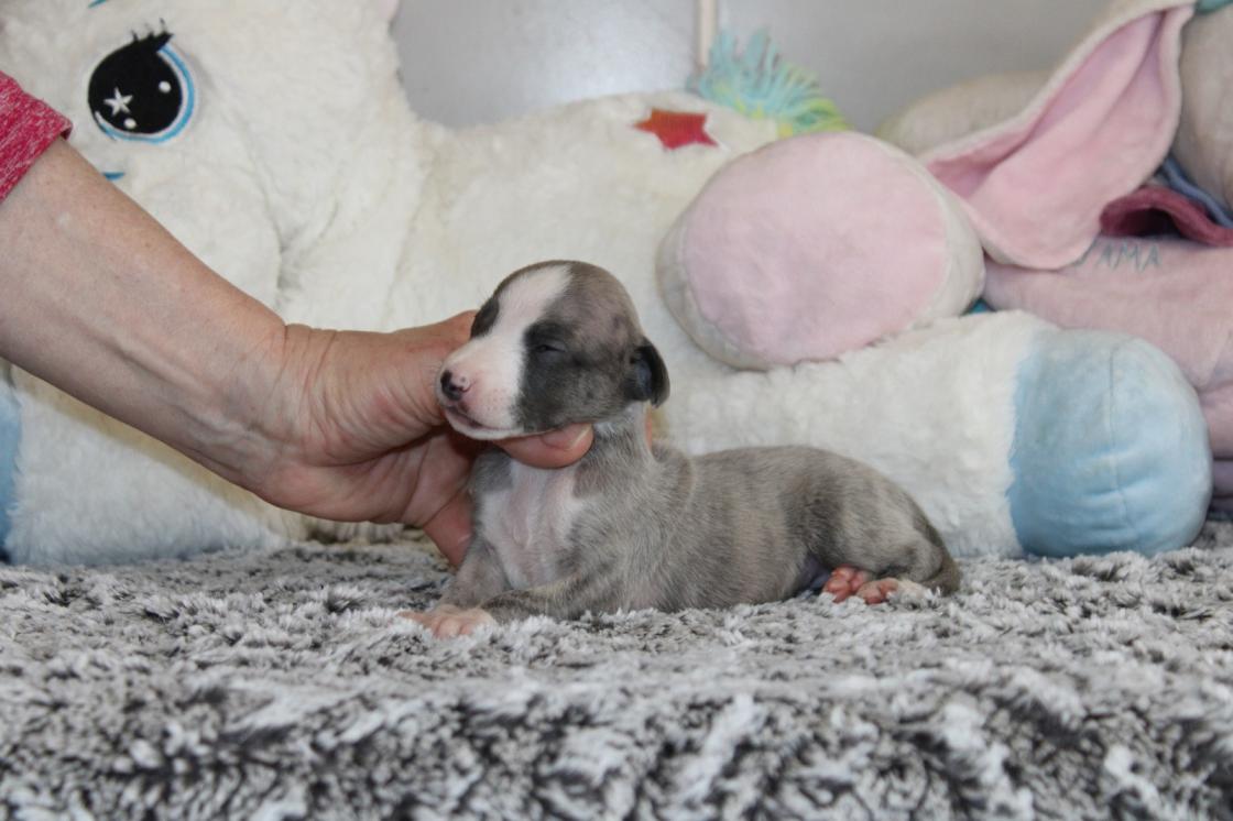 chiot disponible