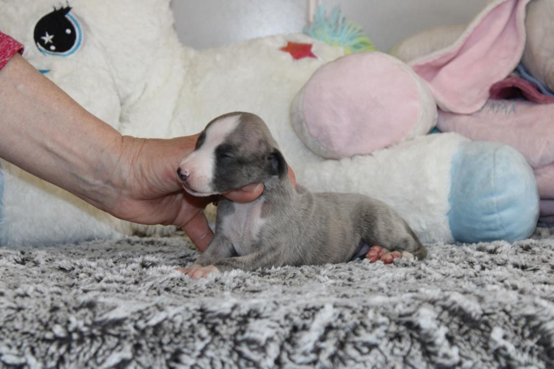 chiot disponible