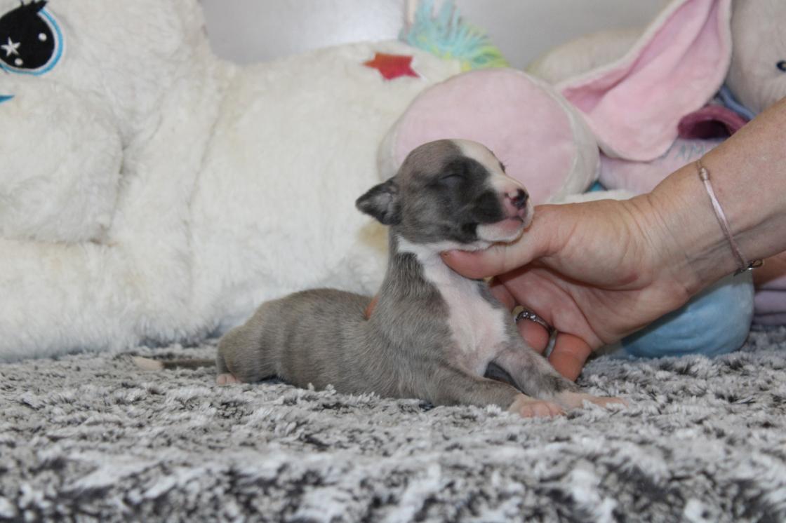 chiot disponible
