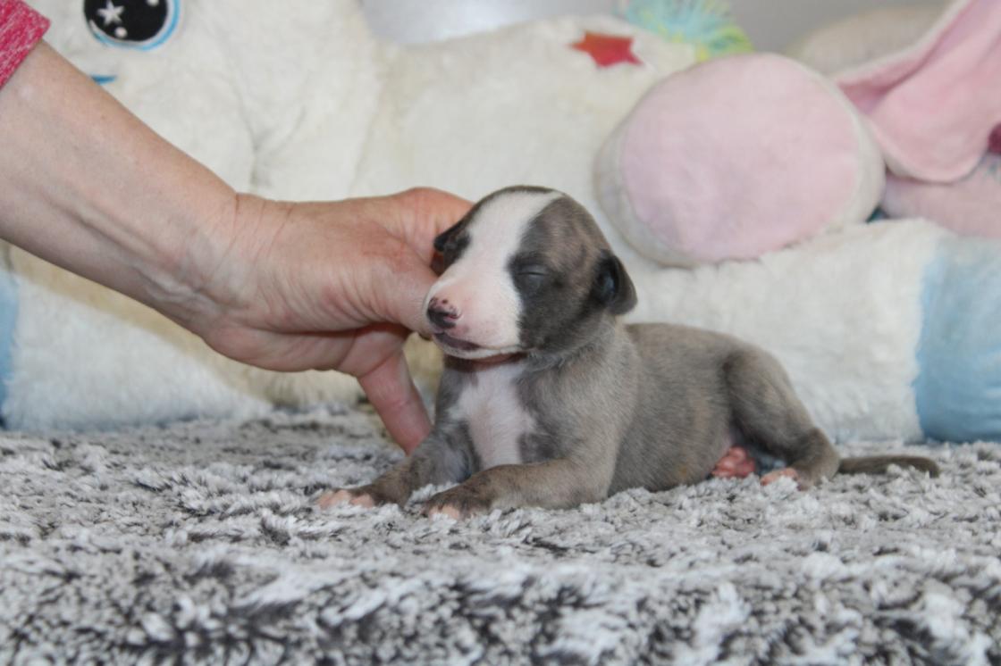 chiot disponible