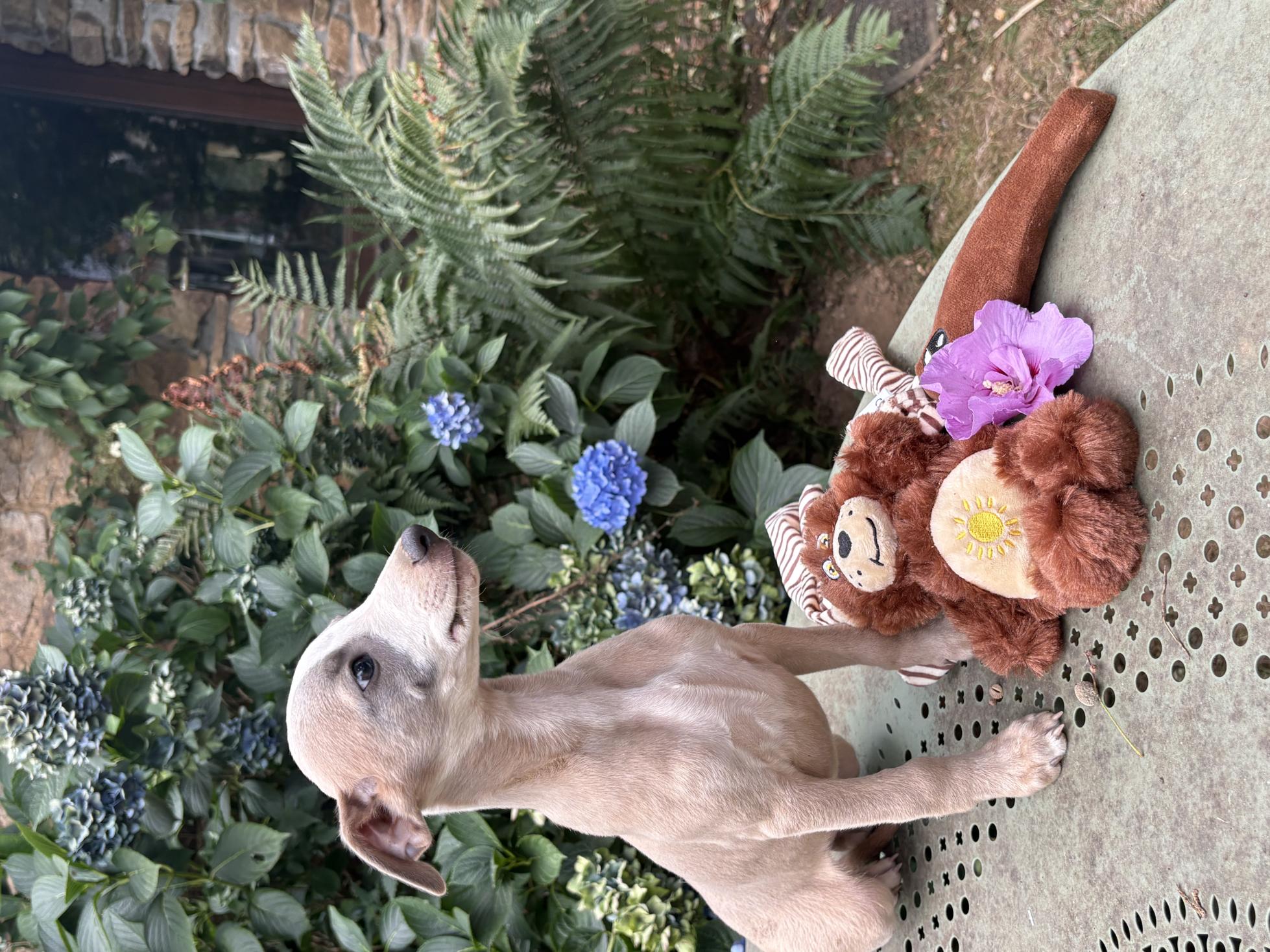 chiot disponible