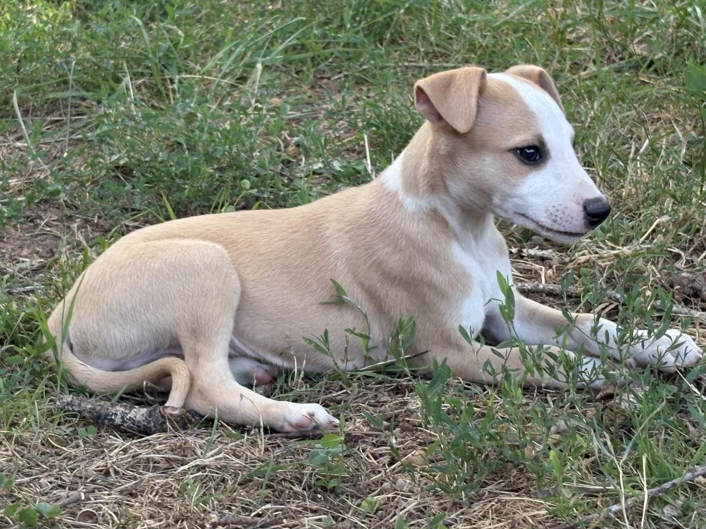 chiot disponible