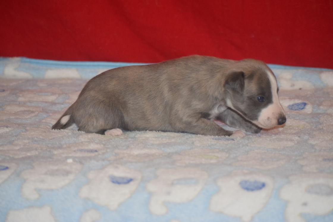 chiot disponible