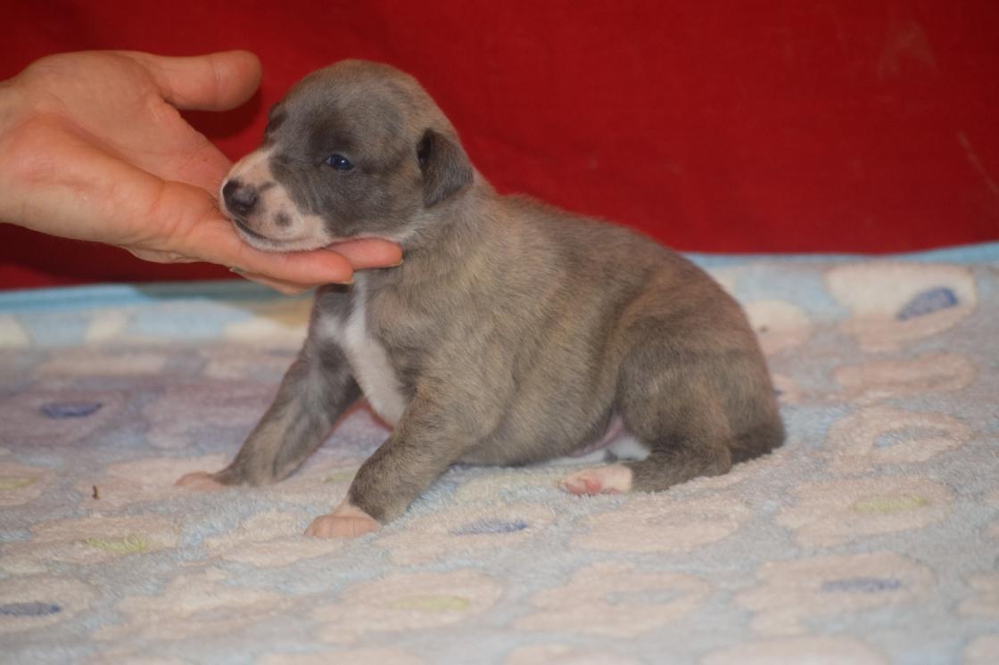 chiot disponible