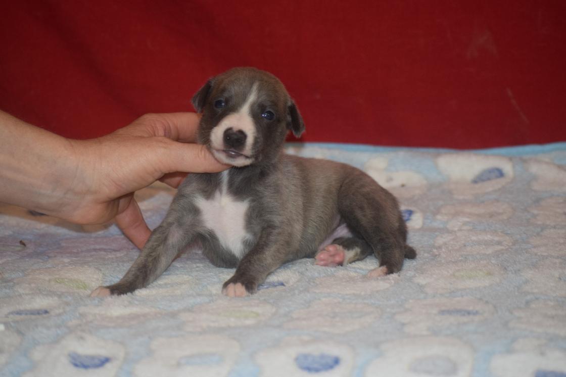 chiot disponible