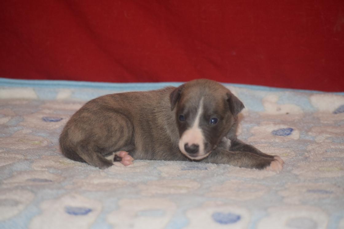 chiot disponible