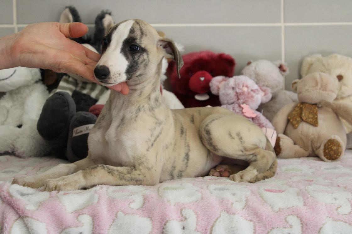 Chiot Whippet Disponible