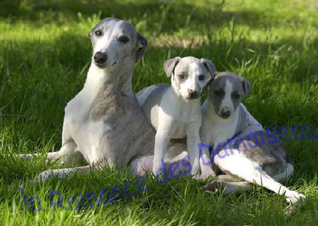 JEUNE FILLE ET CHIOTS WHIPPETS