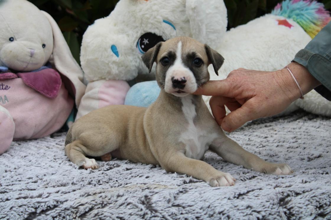 chiot disponible