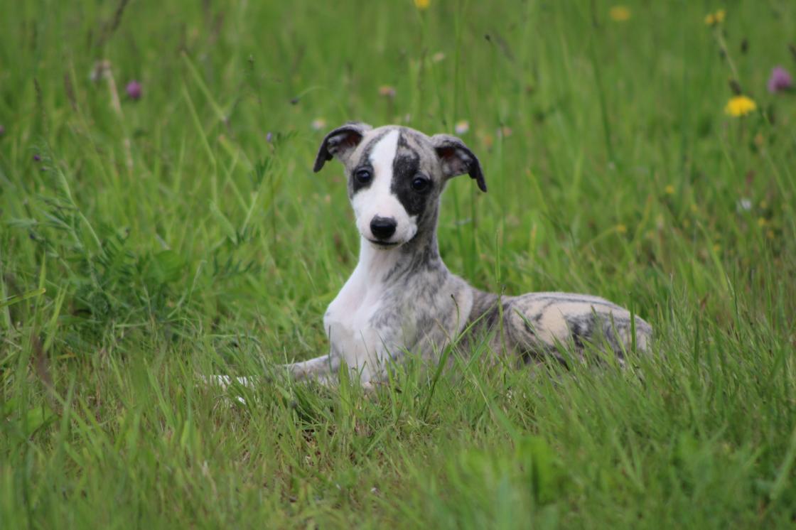 chiot disponible