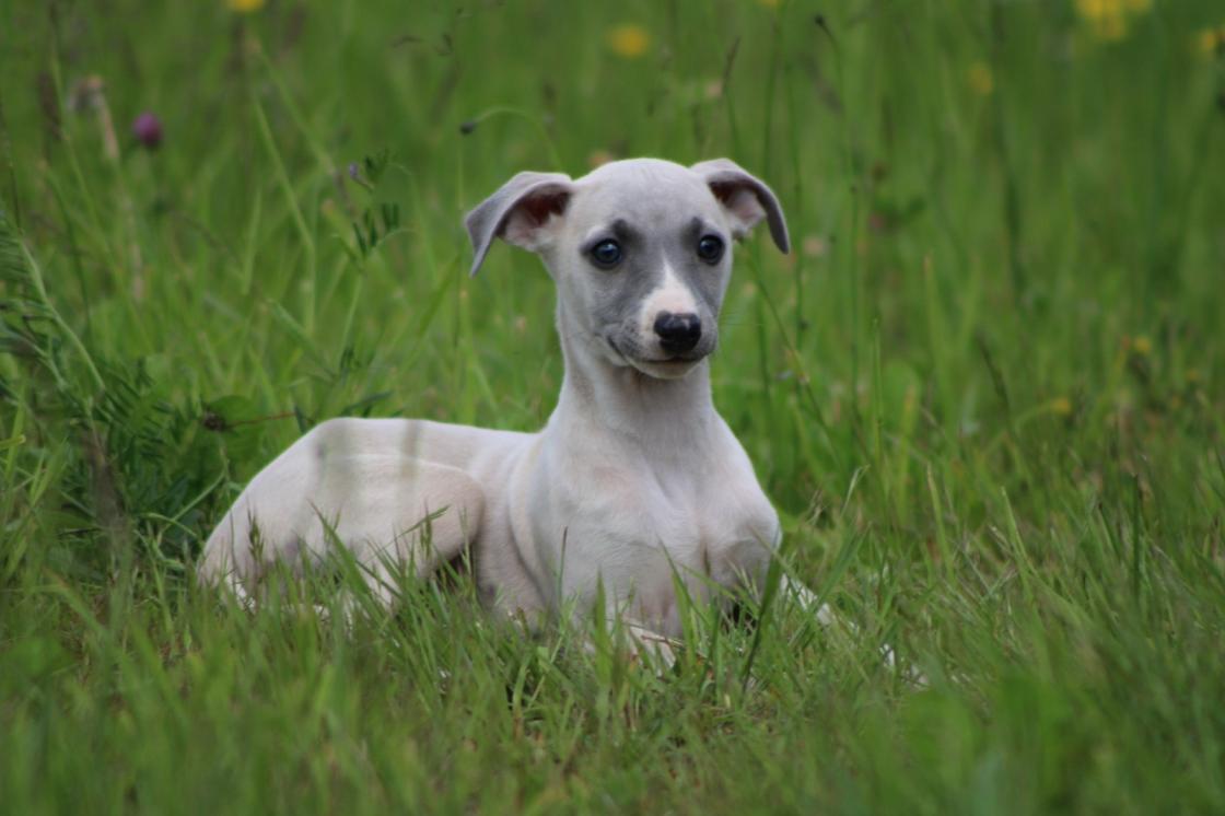 chiot disponible