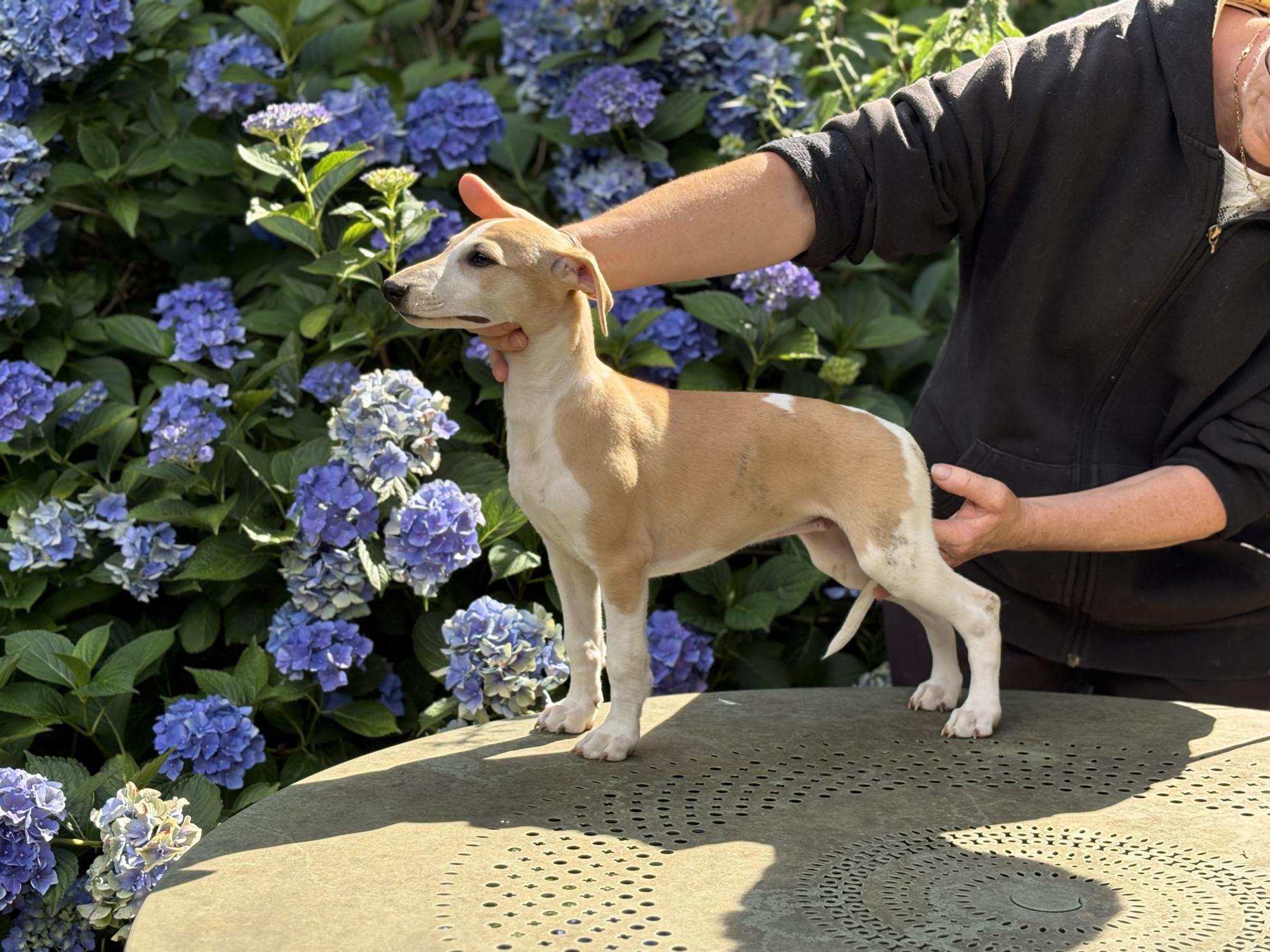 Chiot Whippet Disponible