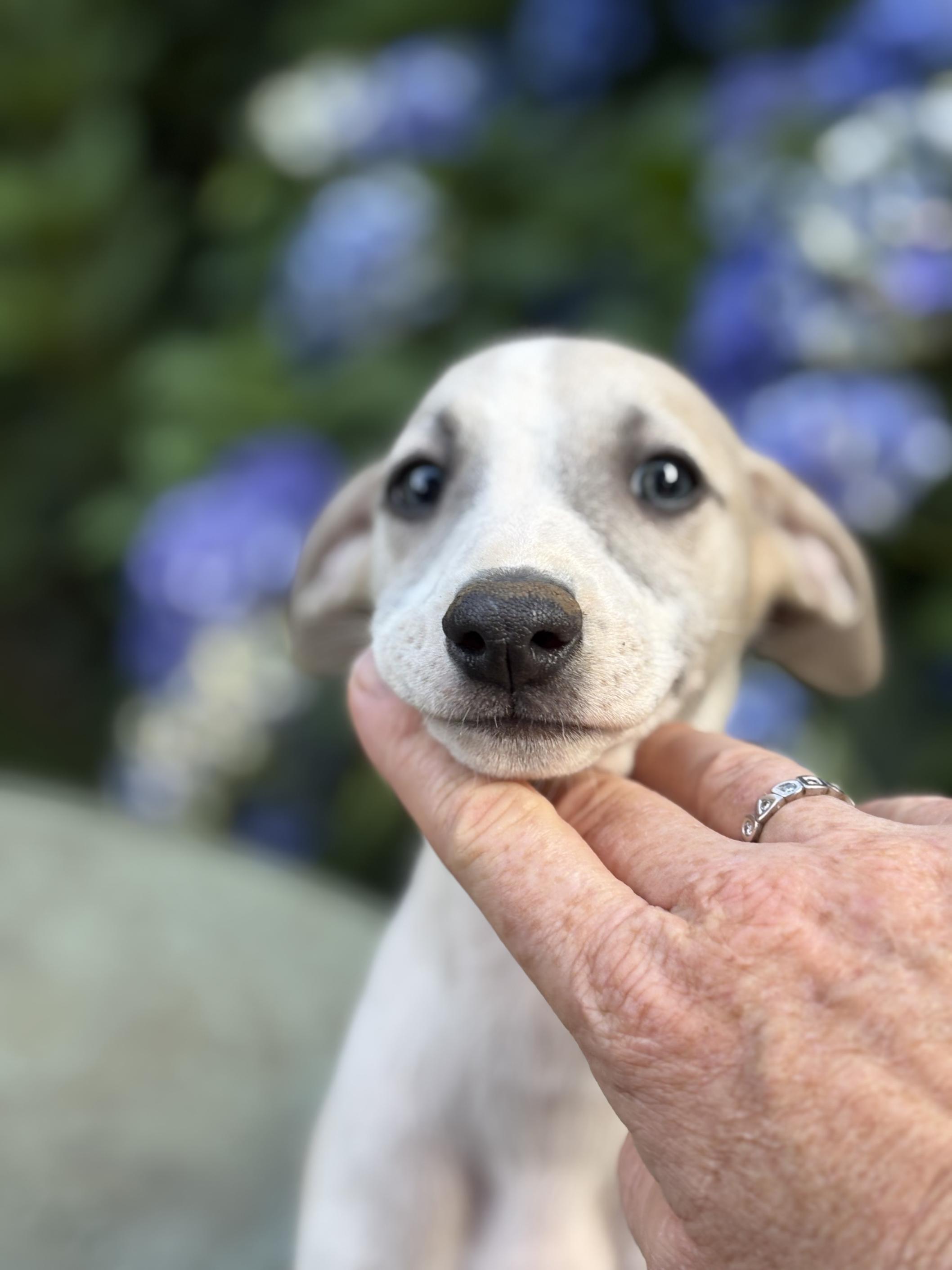 Chiot Whippet Disponible