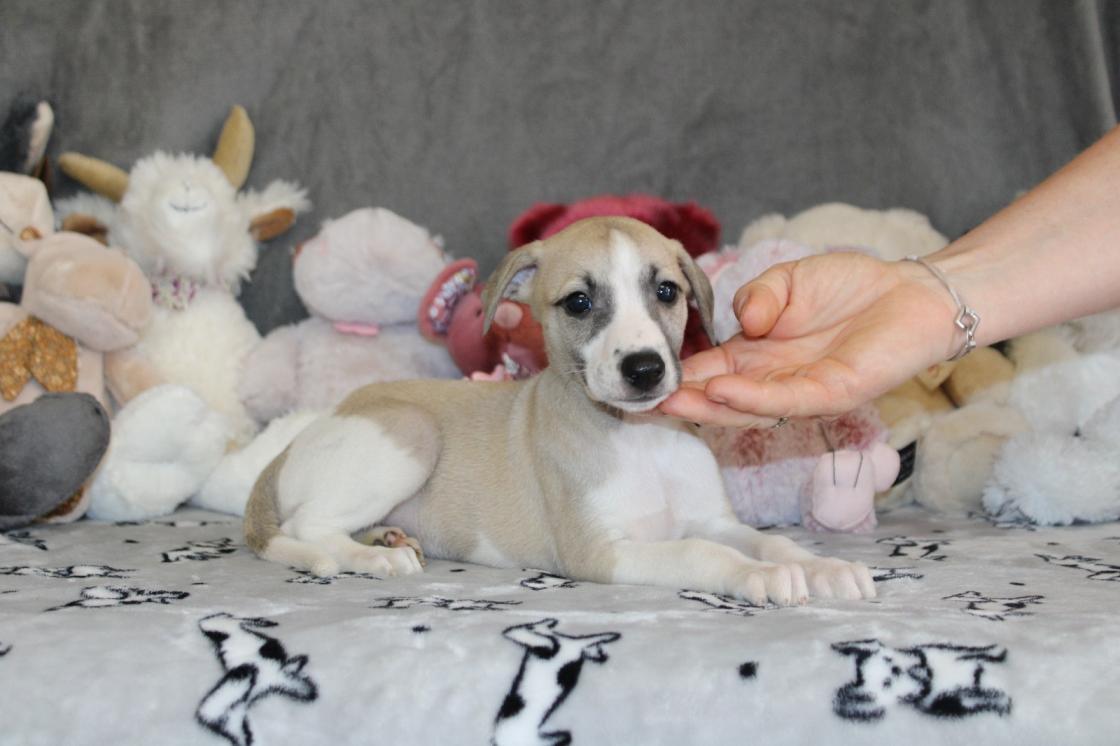 Chiot Whippet Disponible