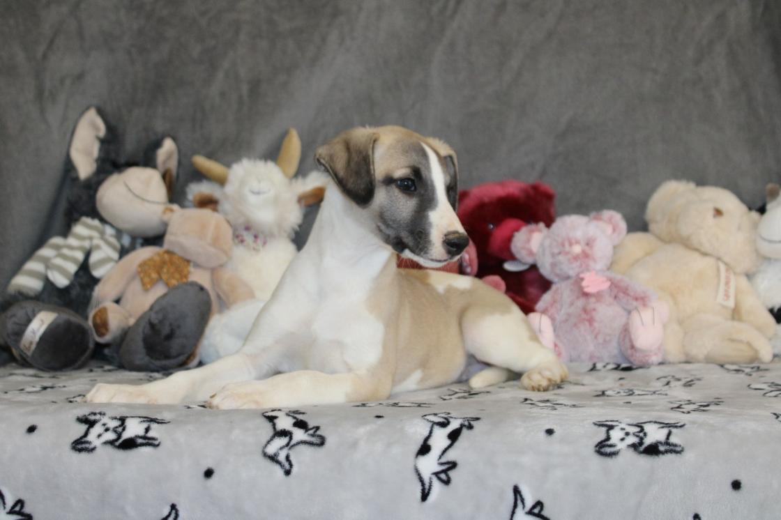 Chiot Whippet Disponible