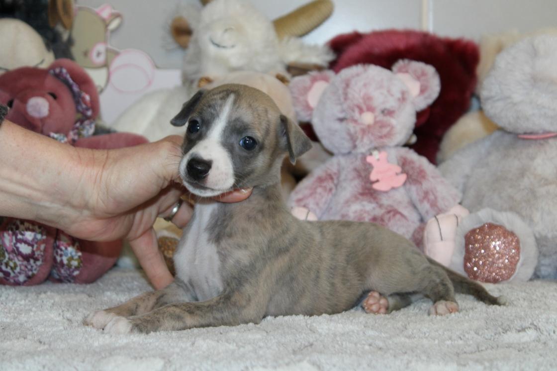 Chiot Whippet Disponible