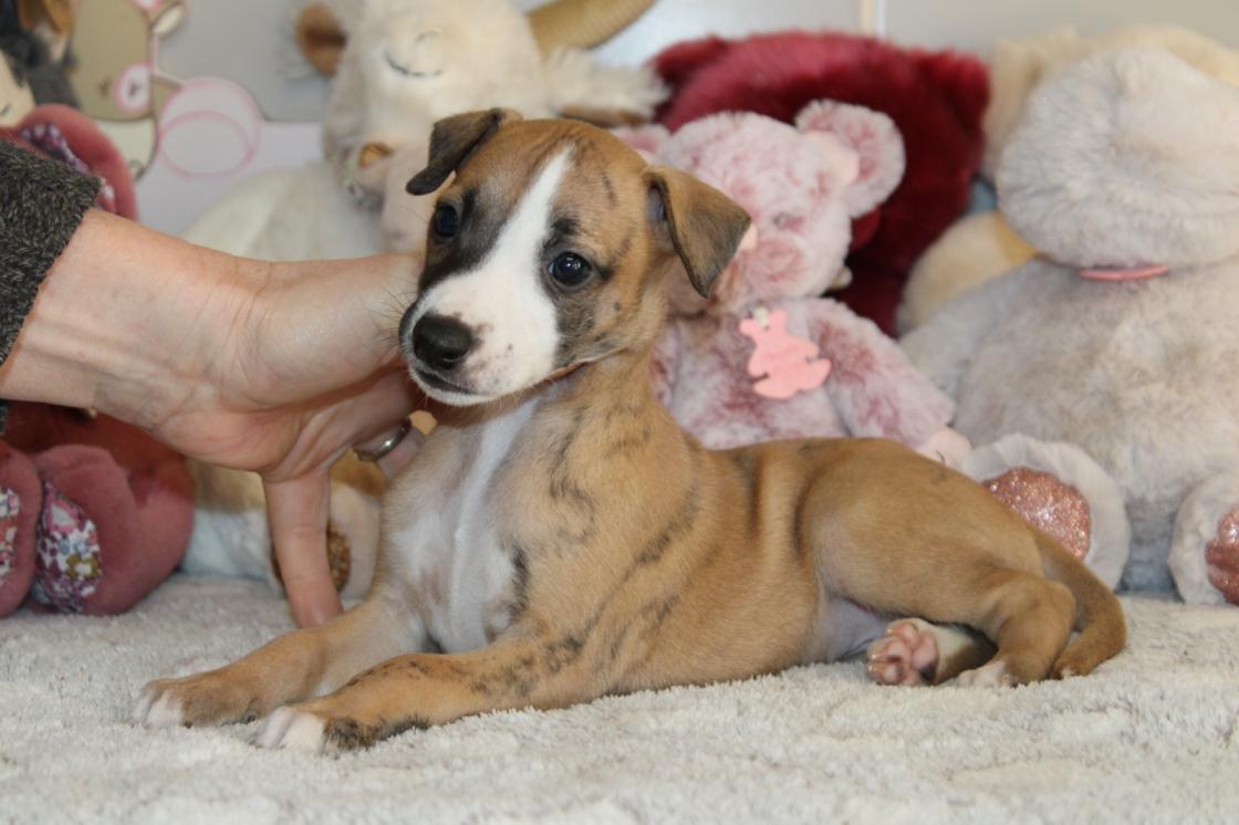 Chiot Whippet Disponible