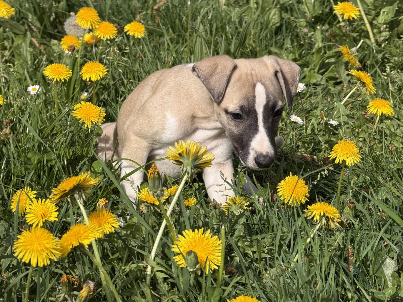 chiot disponible
